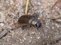 Lochmaea suturalis (Heather Beetle).jpg